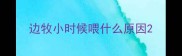 边牧小时候喂什么原因