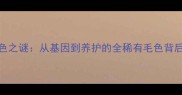 边牧陨石色之谜从基因到养护的全稀有毛色背后的科学真相