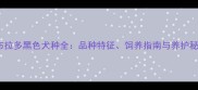 拉布拉多黑色犬种全品种特征饲养指南与养护秘籍