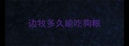 边牧多久能吃狗粮