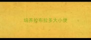 培养拉布拉多大小便