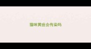 猫咪黄疸会传染吗