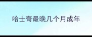 哈士奇最晚几个月成年