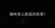 猫咪身上跳蚤的危害