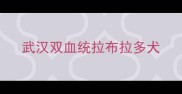武汉双血统拉布拉多犬