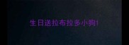 生日送拉布拉多小狗