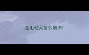 金毛幼犬怎么培训