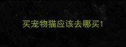 买宠物猫应该去哪买