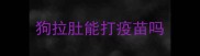 狗拉肚能打疫苗吗