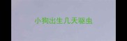 小狗出生几天驱虫