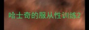 哈士奇的服从性训练