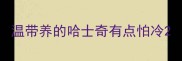 温带养的哈士奇有点怕冷