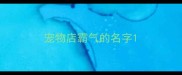 宠物店霸气的名字