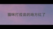 猫咪打疫苗的地方红了