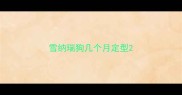 雪纳瑞狗几个月定型