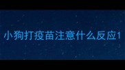 小狗打疫苗注意什么反应