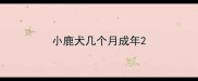 小鹿犬几个月成年