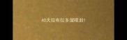 40天拉布拉多溜眼泪