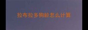 拉布拉多狗龄怎么计算