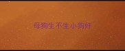 母狗生不生小狗好