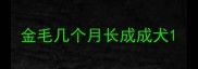 金毛几个月长成成犬