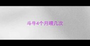 斗牛4个月喂几次
