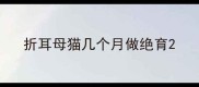 折耳母猫几个月做绝育