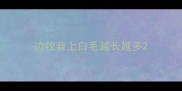 边牧背上白毛越长越多