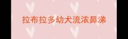 拉布拉多幼犬流浓鼻涕