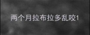 两个月拉布拉多乱咬