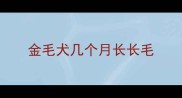 金毛犬几个月长长毛