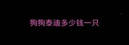 狗狗泰迪多少钱一只