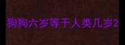 狗狗六岁等于人类几岁