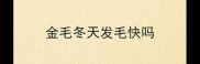 金毛冬天发毛快吗