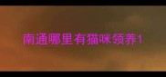 南通哪里有猫咪领养