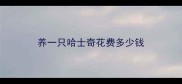 养一只哈士奇花费多少钱