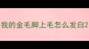 我的金毛脚上毛怎么发白