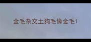 金毛杂交土狗毛像金毛