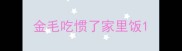 金毛吃惯了家里饭