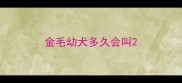 金毛幼犬多久会叫