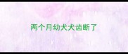 两个月幼犬犬齿断了