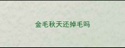 金毛秋天还掉毛吗