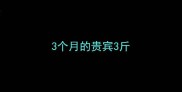 3个月的贵宾3斤
