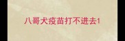 八哥犬疫苗打不进去