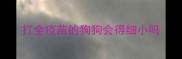 打全疫苗的狗狗会得细小吗