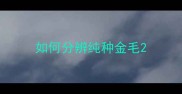 如何分辨纯种金毛