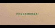 怎样给金毛修剪脚底毛