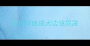 如何训练成犬边牧尿尿