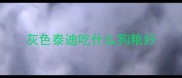 灰色泰迪吃什么狗粮好