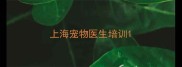 上海宠物医生培训
